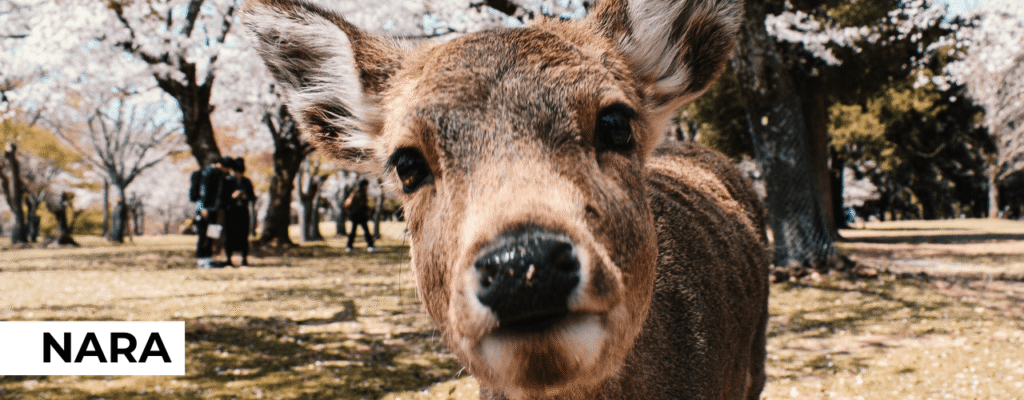 21 Things to Do in Nara